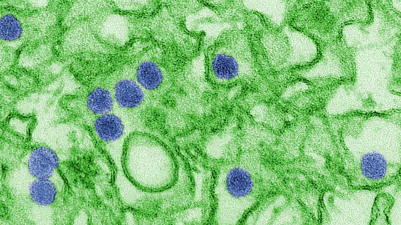 How Zika Virus Manipulates Immune Cells Into Becoming Virus Factories