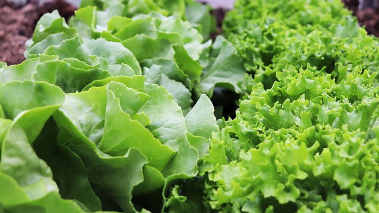 Nanoplastics Shown To Move Up the Food Chain From Plants