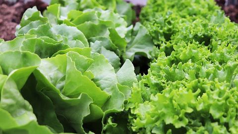 Nanoplastics Shown To Move Up the Food Chain From Plants
