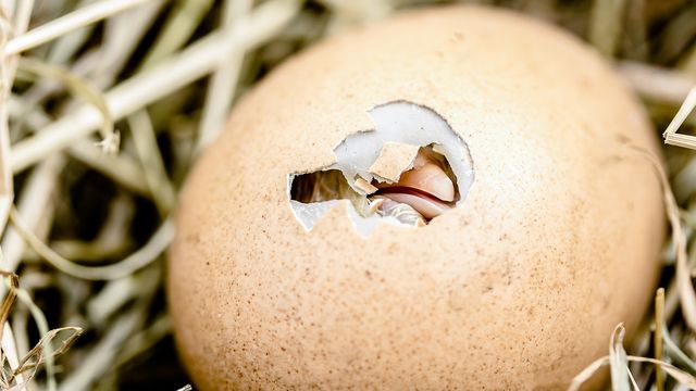 研究提供了洞察鸟类性别决定机制内容块的形象