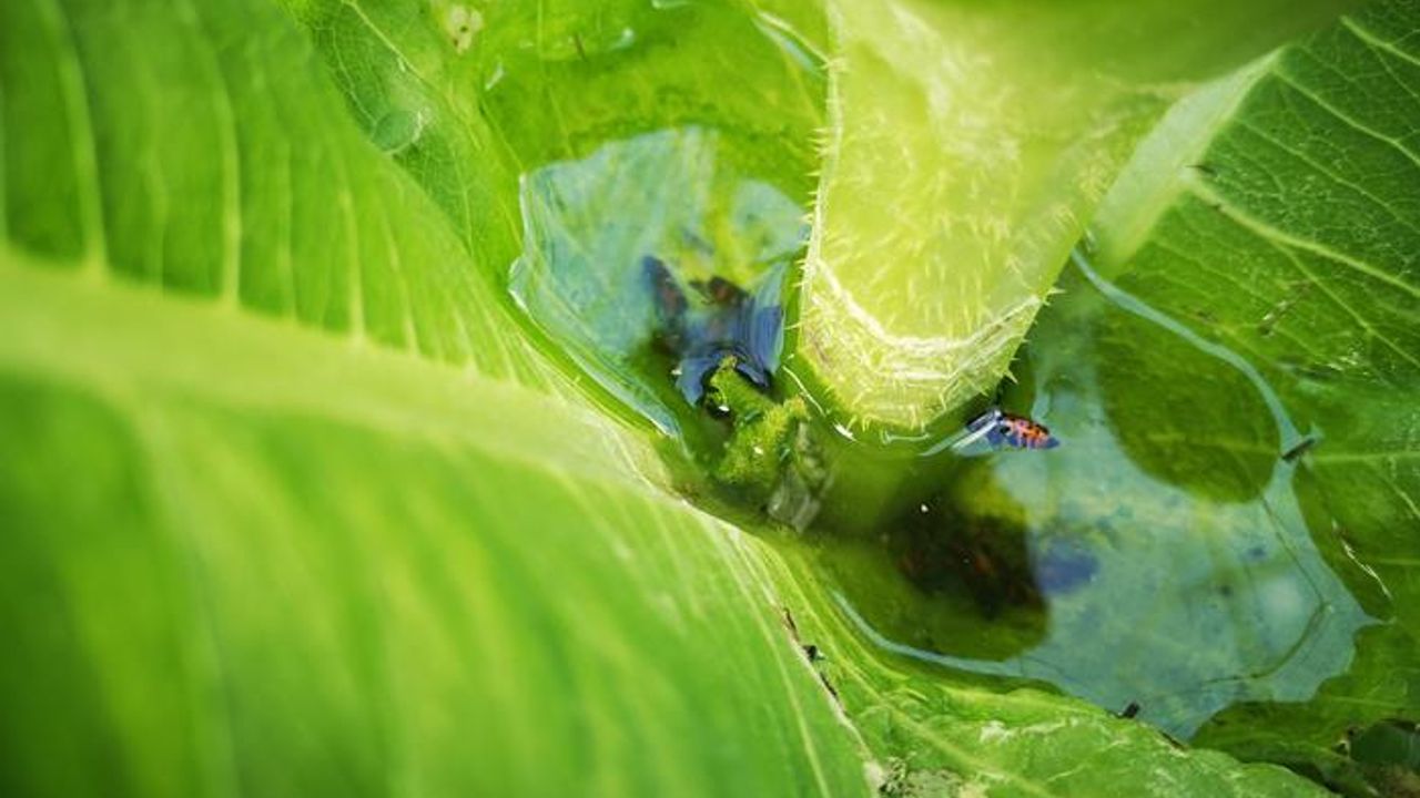Microplastics Found in Water Trapped on Plant Leaves
