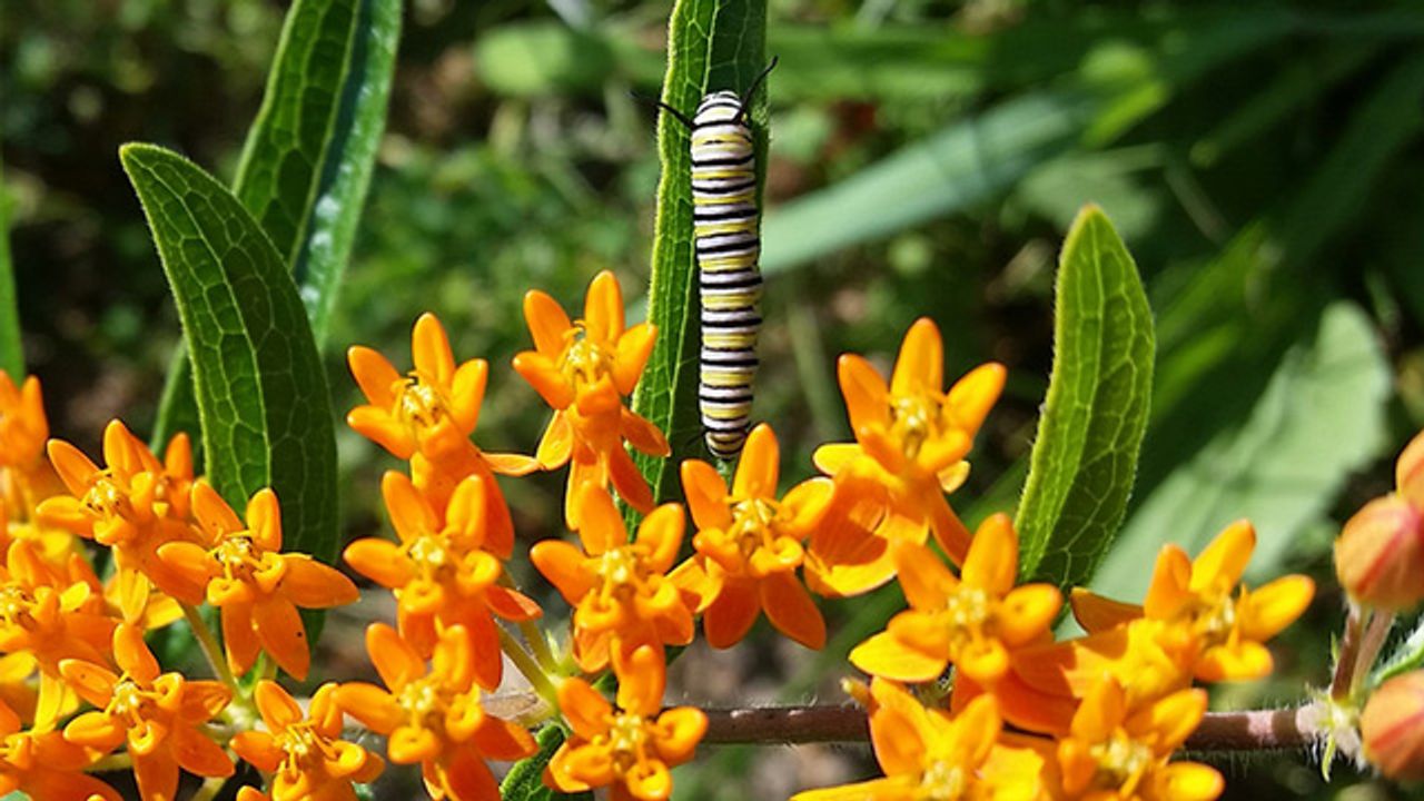 Plants Bought From Nurseries Can Expose Insects to Harmful Pesticides