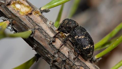 Conifer's Complex Communication Can Be Altered by Air Pollution