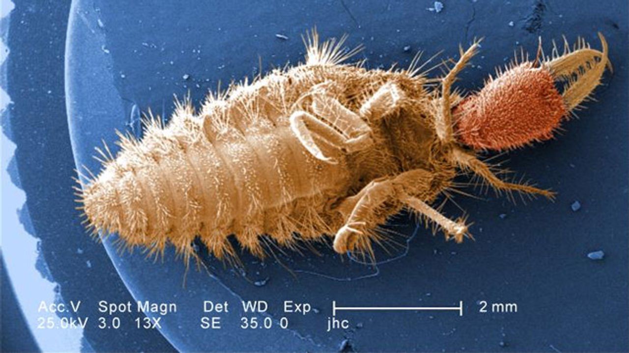 Magnified Doodlebug