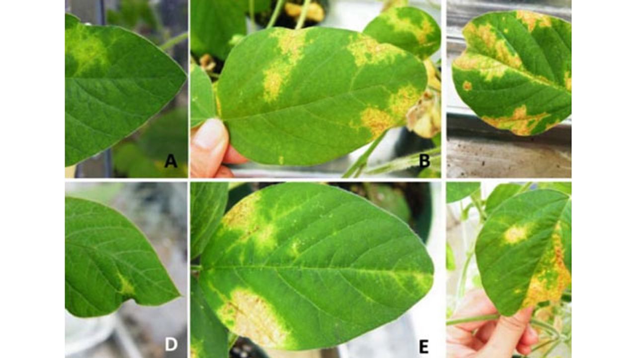 Soybean Virus May Give Plant-Munching Bugs a Helping Hand
