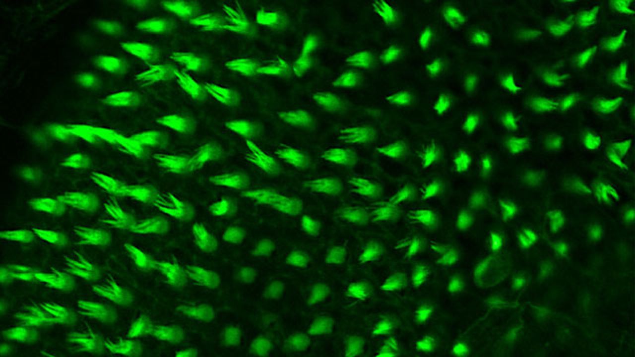 Unique Set of Proteins Restores Hearing in Zebrafish