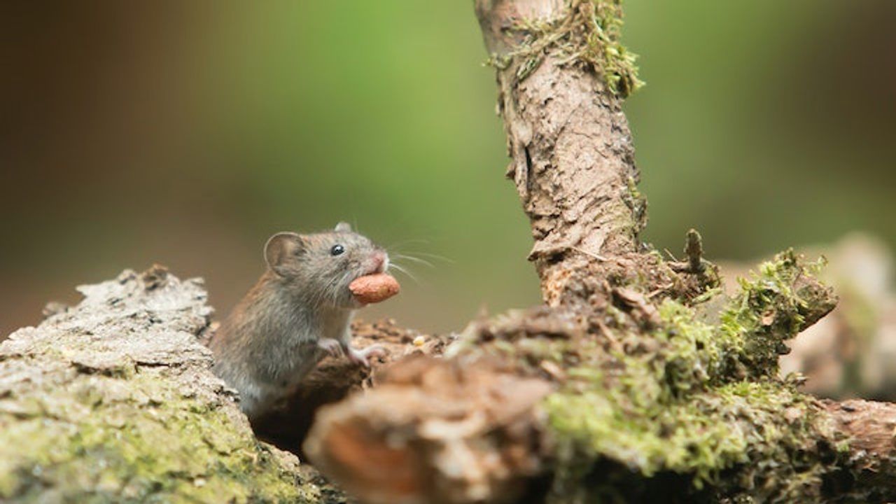 How the Brain Reorganizes To Form Motor Memories