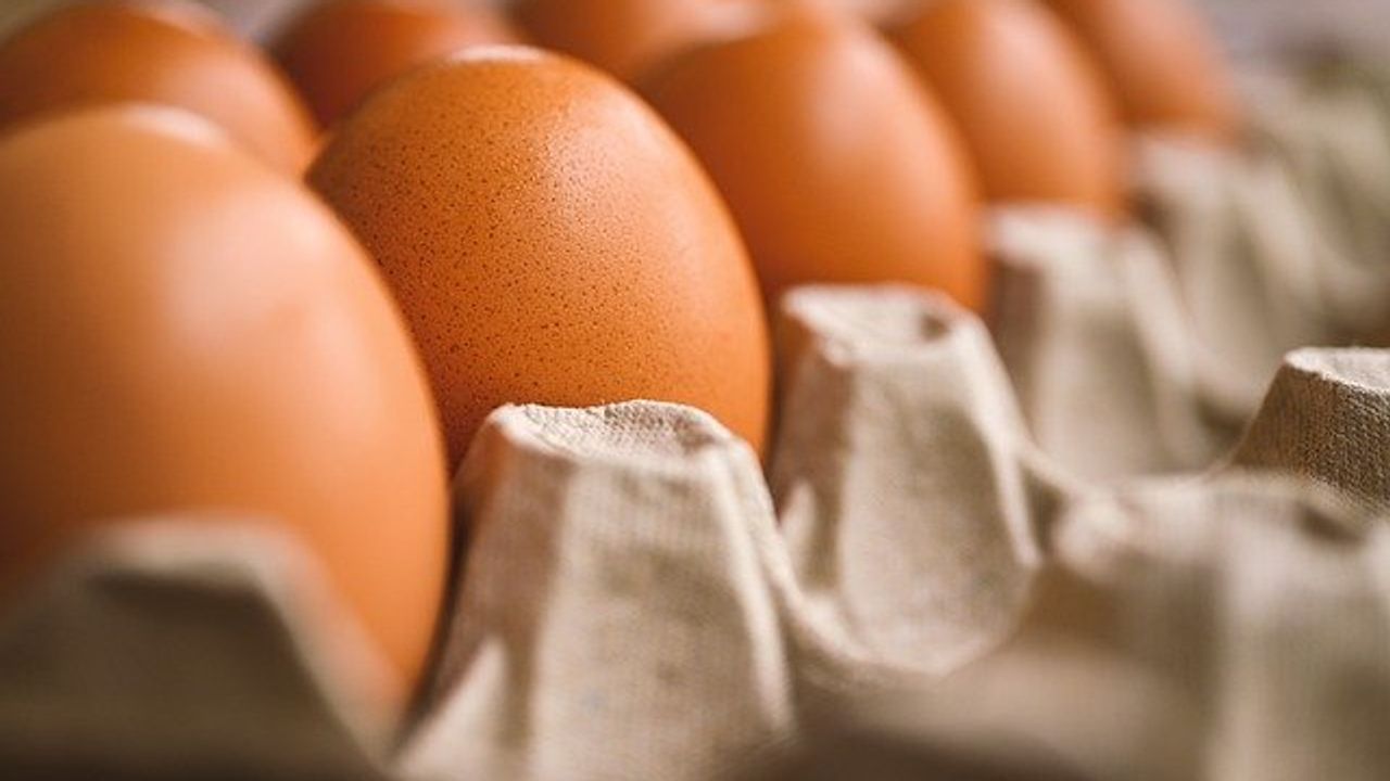 Could Egg Powder Help To Combat Malnutrition?
