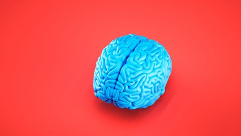The Brain Is Asymmetrical. A New Study Explains How and Why