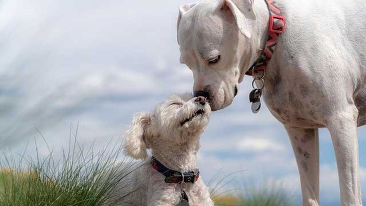Researchers Decode Visual Images From the Dog Brain