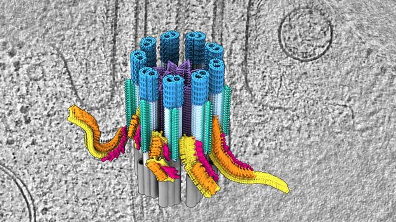 Structure and Composition of the Ciliary Base Revealed