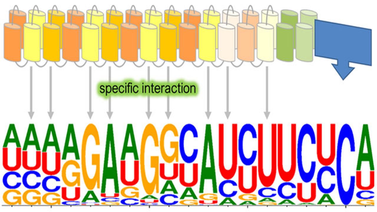 What Happens When You Transfer a DNA Repair System From Moss Into Human Cells?