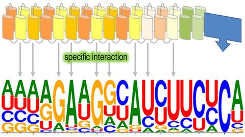 What Happens When You Transfer a DNA Repair System From Moss Into Human Cells?