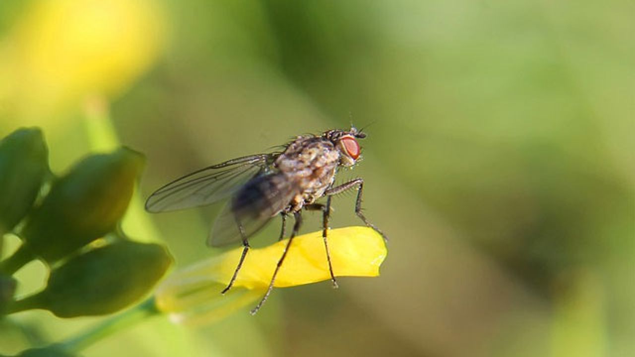 Here’s Why You Need To Pay Attention To Fly Vomit