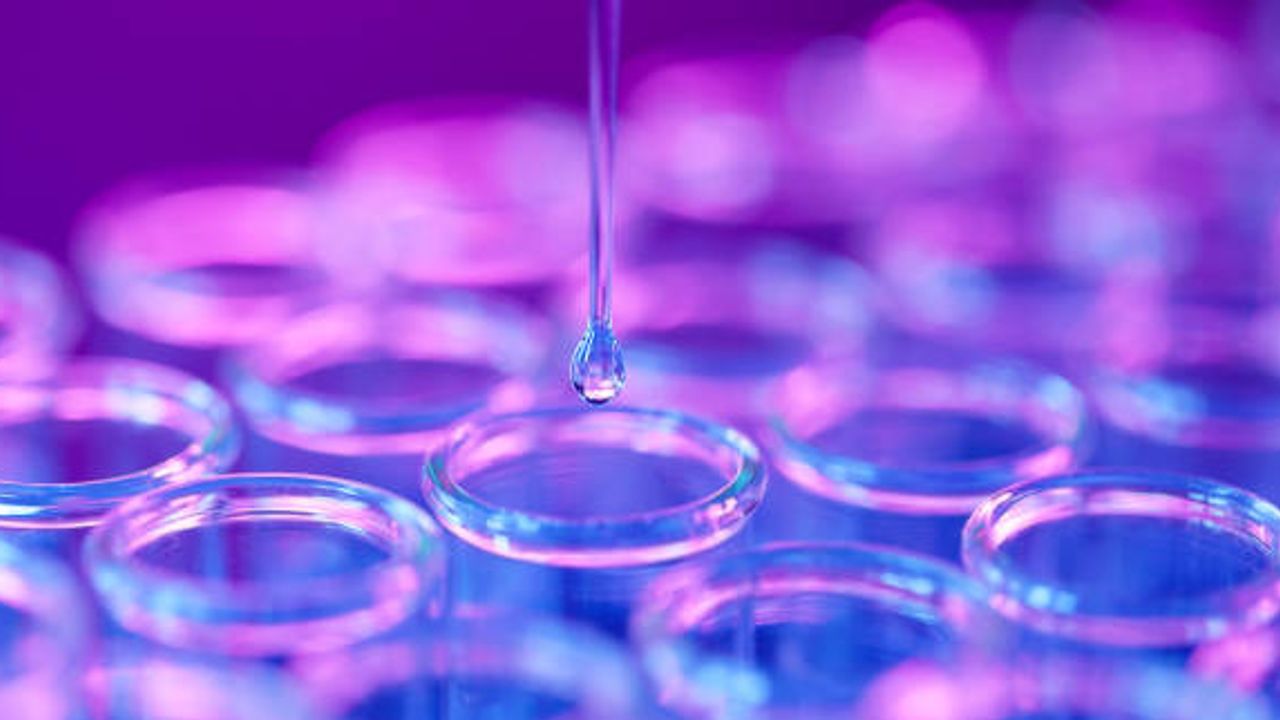 Pre-Clinical Quantification of Trastuzumab in Rat Plasma
