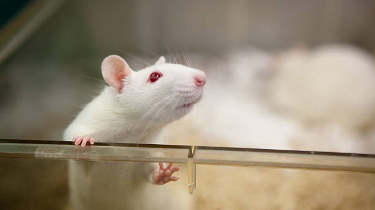 A Highly Robust and Sensitive Workflow for Quantifying RTP004 in Rat Serum