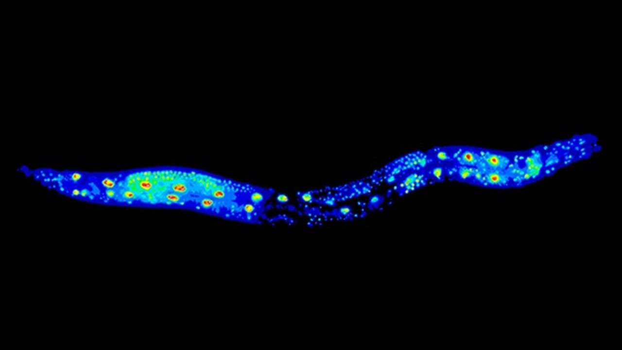 RNA Metabolism Crucial to the Regulation of Animal Longevity