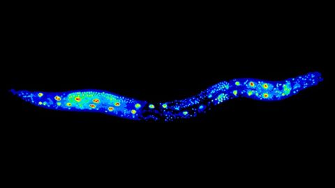 RNA Metabolism Crucial to the Regulation of Animal Longevity