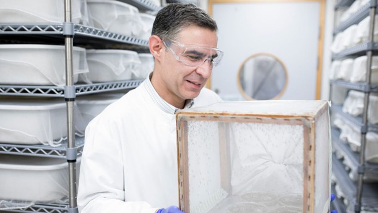 Engineered Mosquitoes Prevent Transmission of Malaria to Humans