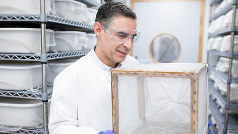 Engineered Mosquitoes Prevent Transmission of Malaria to Humans