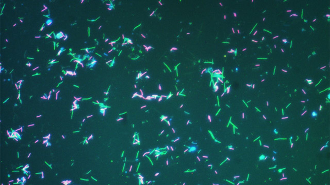 New System for Naming Single-Celled Microorganisms Unveiled