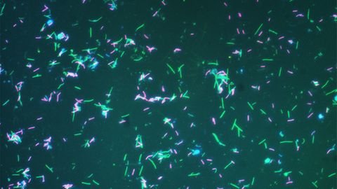 New System for Naming Single-Celled Microorganisms Unveiled