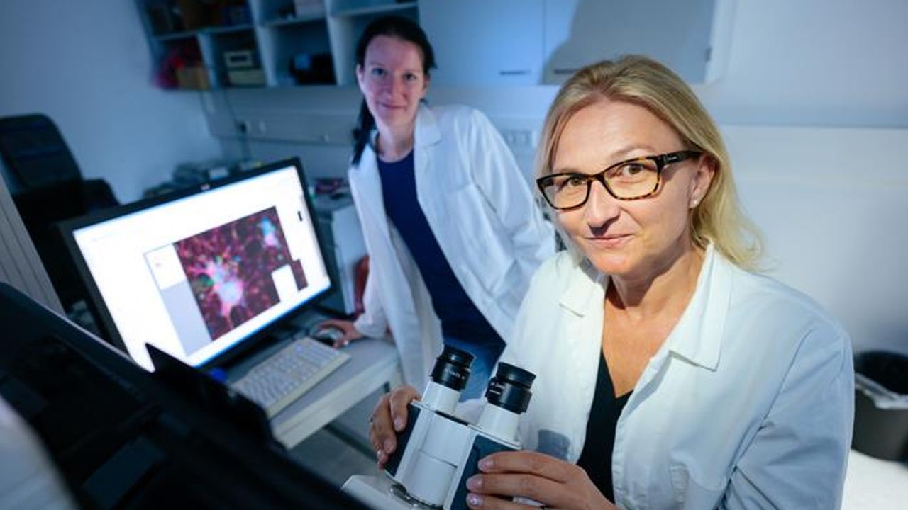 Killer Cells Get Better With Age