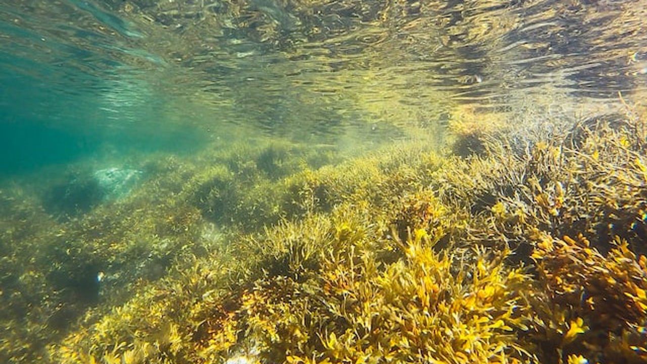 Evolutionary Steps Algae Took To Make Brown Pigments Uncovered