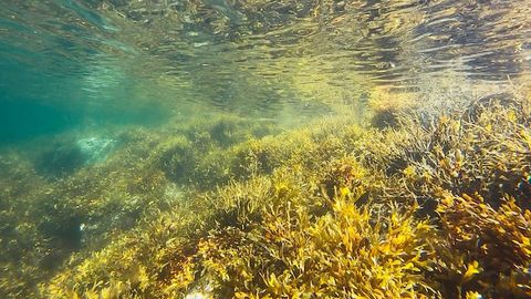 Evolutionary Steps Algae Took To Make Brown Pigments Uncovered