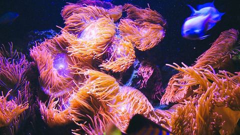 “Old” Genes Help Keep Sea Anemones Young
