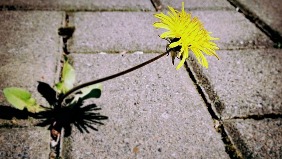 Why Isn’t Weed Killer Working Anymore? content piece image