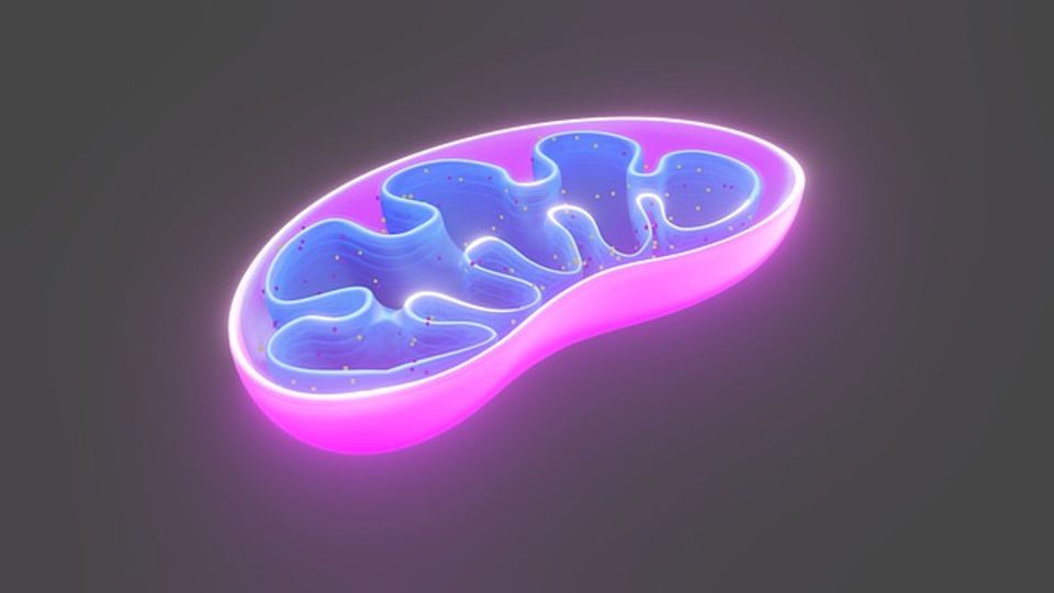 Mitochondria Are the Powerhouse of… Alzheimer’s? content piece image