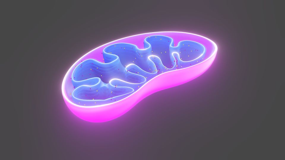 A graphic depiction of the mitochondria, a type of organelle.