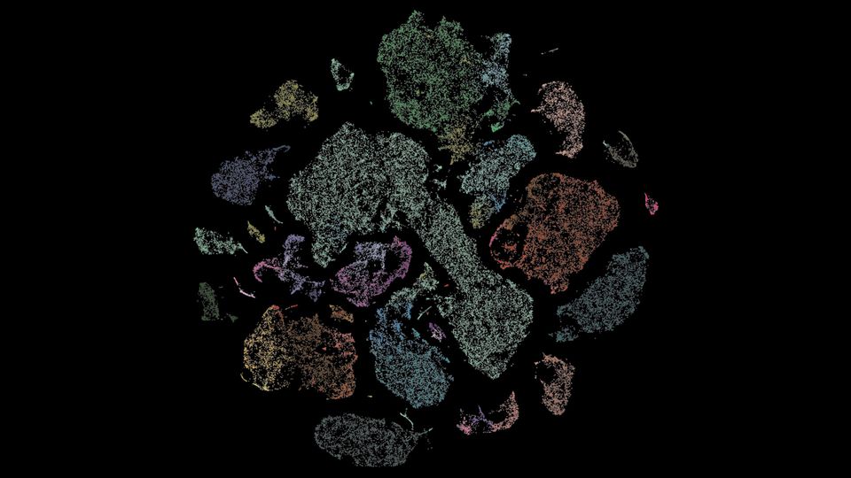 Different cells of the human primary motor cortex in the brain displayed in different colors in a circle.