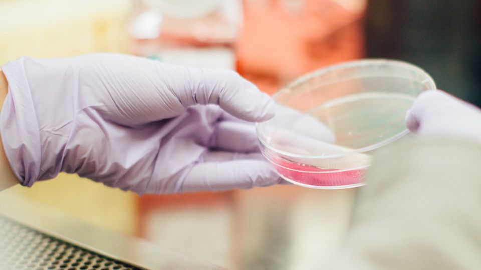 Hands wearing purple gloves holding a petri dish containing pink liquid.