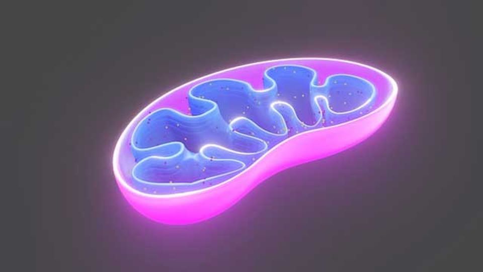 An image of a mitochondrion.