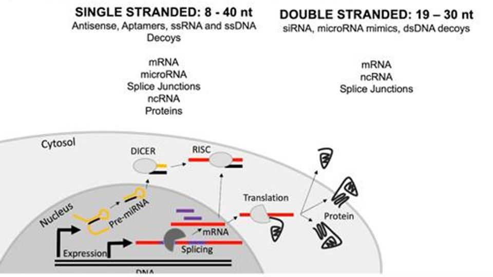 Targeting RNA Therapeutics to the Lung: Ten Years On. content piece image