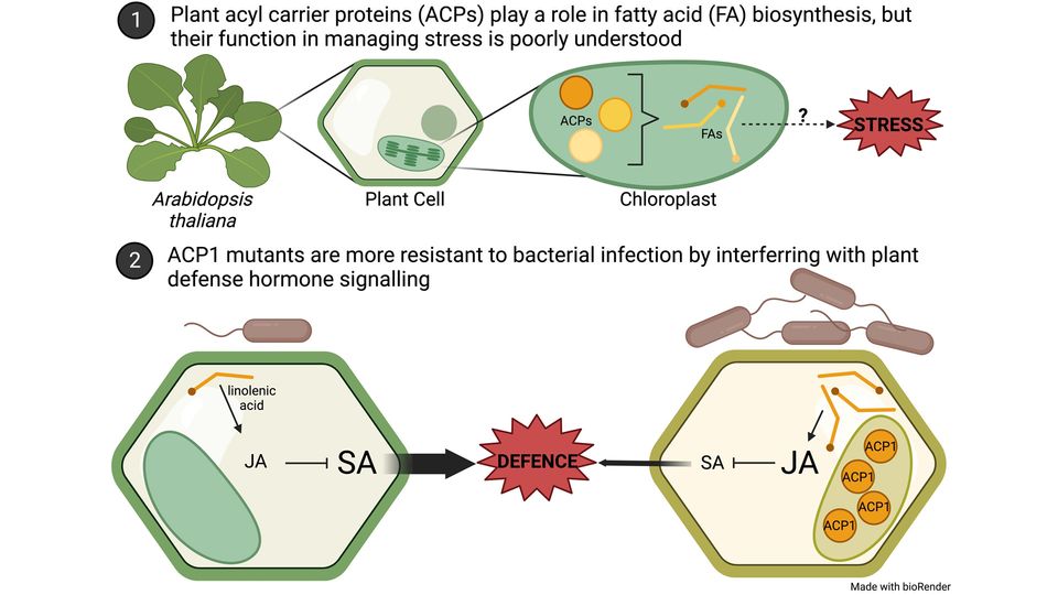 Graphical summary showing 1) the role of ACPs in fatty acid biosynthesis and 2) ACP1 resistance to bacterial infection