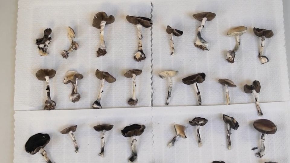 How Mushrooms Become “Magic” content piece image