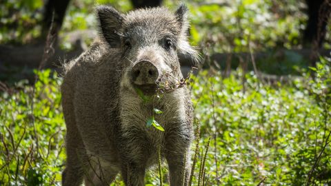 A wild boar eating weeds stands facing the camera.