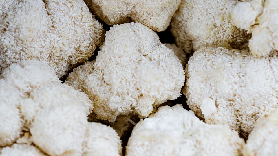 Culinary lion's mane mushrooms.
