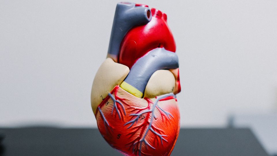 Transcription Factor Required for Preprograming of Heart Fibroblasts Discovered content piece image