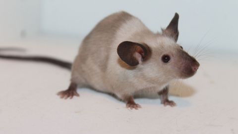 A picture of a mouse.