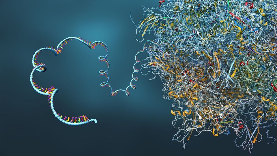 An image showing the process of transcription. 