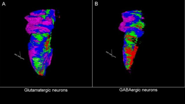 3D Atlas Reveals the Birth of Neurons in the Vertebrate Brain ...