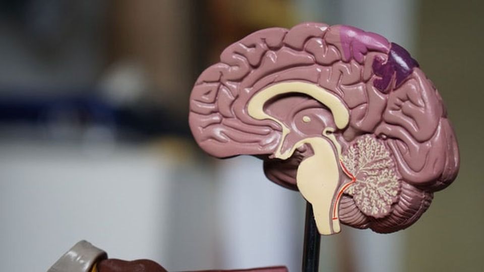 A plastic model of a brain, showing the internal structure.