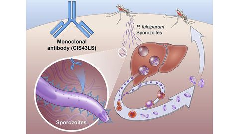 A diagram of an antibody drug called CIS43LS preventing malaria infection by interrupting the lifecycle of the Plasmodium falciparum parasite. The antibody binds to and neutralizes sporozoites, the stage of the parasite transmitted from mosquitos to humans.