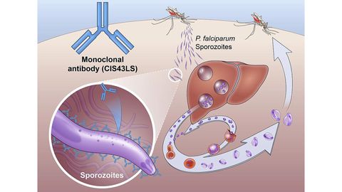 通过中断恶性疟原虫的生命周期来防止疟疾感染的抗体药物图，以防止疟疾感染。抗体与孢子岩结合并中和，孢子虫是从蚊子传播到人类的寄生虫的阶段。