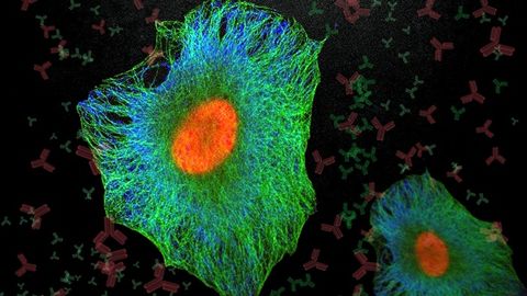 An image showing a cell and its nucleus.