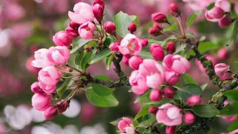 Cherry blossom flowers.